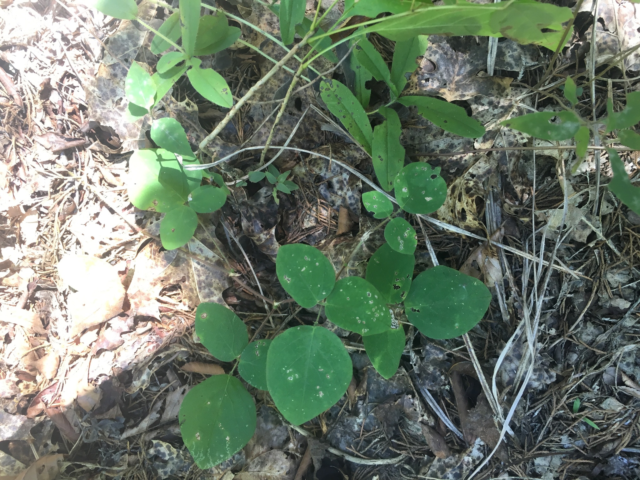 Desmodium ochroleucum