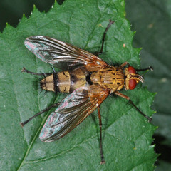 Dexia rustica
