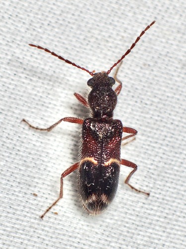 Anaplopus cleroides (Anaplopus cleroides)