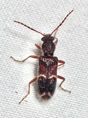 Anaplopus cleroides