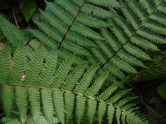 Cyatheaceae