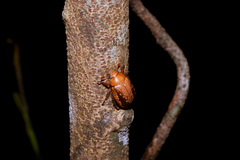 Anoplognathus concolor