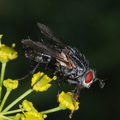 Linnaemya