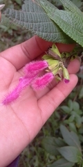 Salvia tortuosa