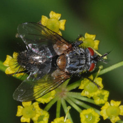 Linnaemya