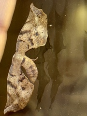 Parepisparis excusata