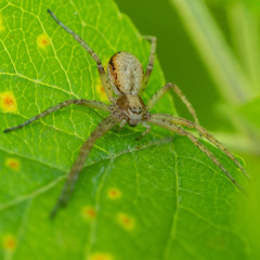 Philodromus aureolus