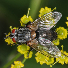 Linnaemya