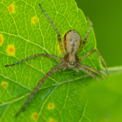 Philodromus aureolus