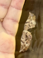 Parepisparis excusata