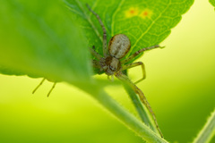 Philodromus aureolus