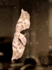 Parepisparis excusata