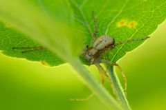 Philodromus aureolus