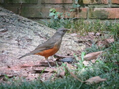Turdus rufiventris