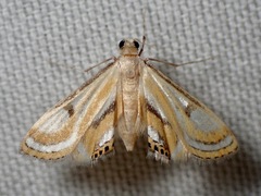 Tetrernia teminitis