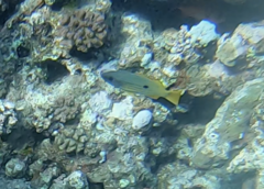 Lutjanus fulviflamma