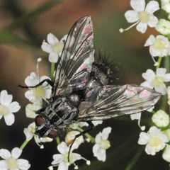 Dinera fuscata