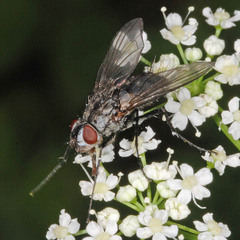 Dinera fuscata