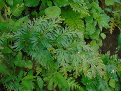Selaginella willdenowii