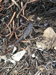 Pseudouroctonus reddelli