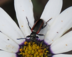 Neoeutrapela