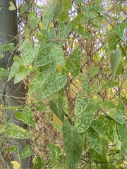 Funastrum cynanchoides