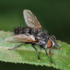 Exoristinae