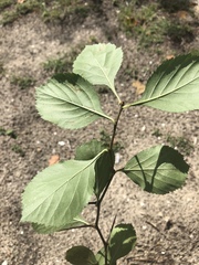 Crataegus berberifolia