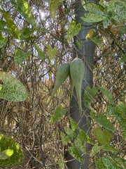 Funastrum cynanchoides