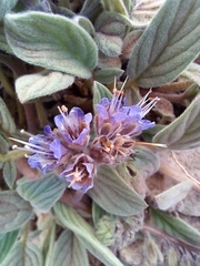 Phacelia secunda