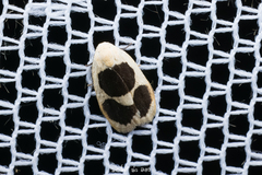 Garudinia biplagiata