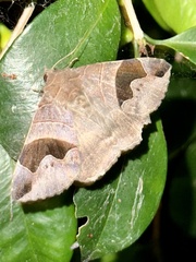 Bastilla solomonensis