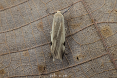 Macotasa tortricoides