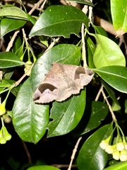 Bastilla solomonensis