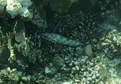 Epinephelus