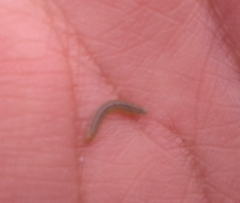 Blaniulus guttulatus