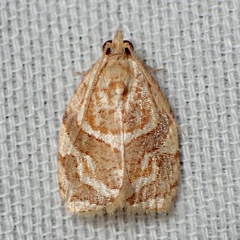 Adoxophyes templana