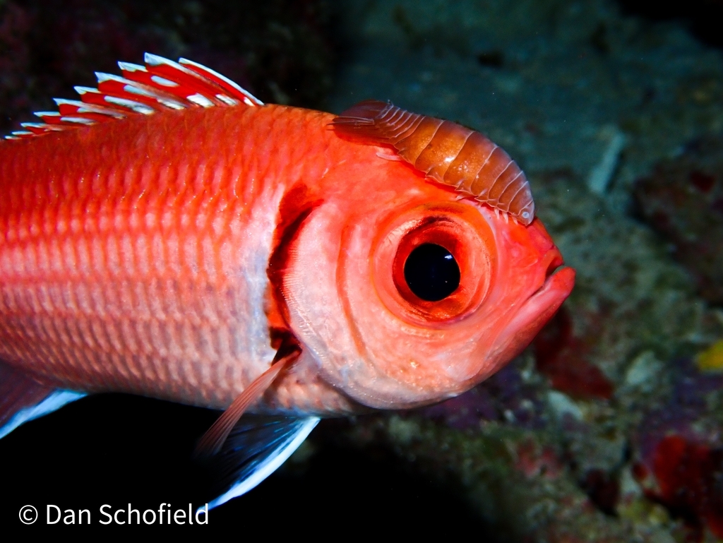 Blackbar Soldierfish Isopod