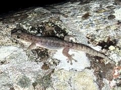 Gehyra dubia