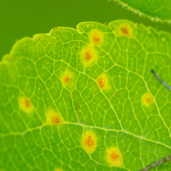 Pucciniaceae