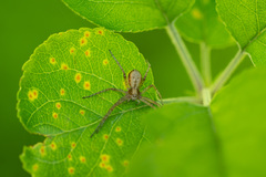 Pucciniaceae