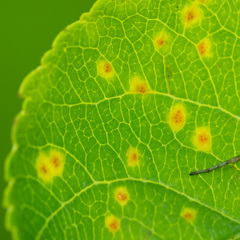 Pucciniaceae