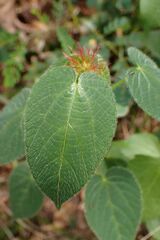 Acalypha villicaulis