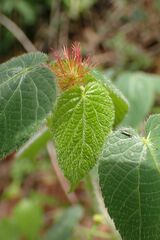 Acalypha villicaulis