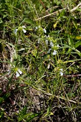 Leucas lavandulifolia