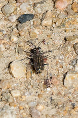 Lophyra neglecta