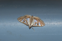 Glyphodes pyloalis