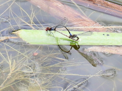 Pseudagrion massaicum