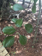 Crataegus berberifolia