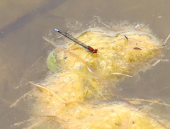 Pseudagrion massaicum
